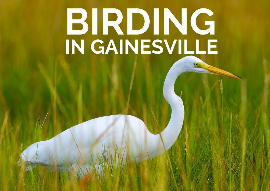 Birding in Gainesville