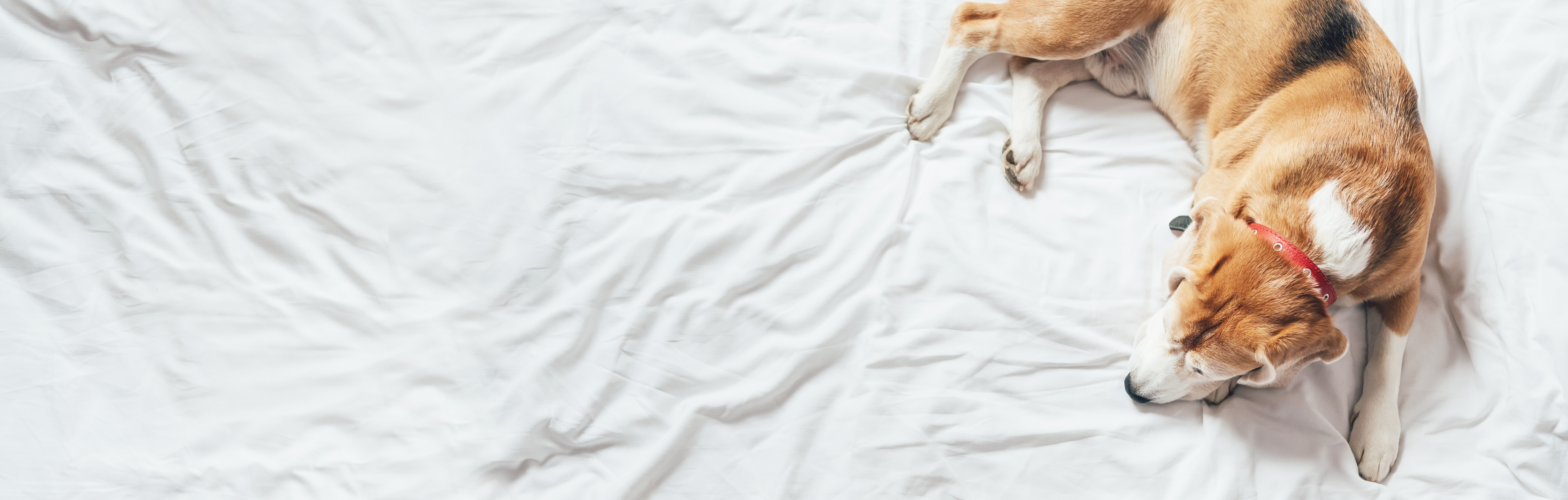 Pet Policy Hotel ELEO at University of Florida Gainesville, FL